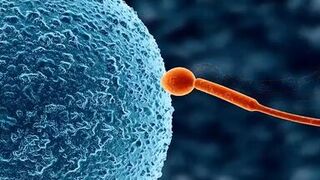 Koumi Jima Shuu 7 De Umeru Mesu-tachi Sex Scenes Demosaic Hentai