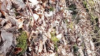 A little sunshine in the forest - 13 image