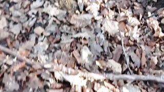 A little sunshine in the forest - 3 image