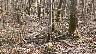 A little sunshine in the forest - 4 image