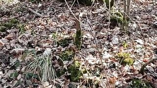 A little sunshine in the forest - 6 image