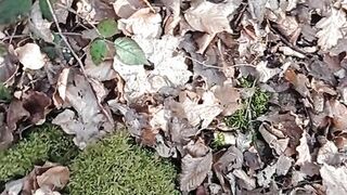 A little sunshine in the forest - 7 image