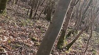 A little sunshine in the forest - 8 image