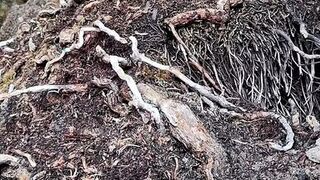 Fucked my pussy with icescicle - 1 image