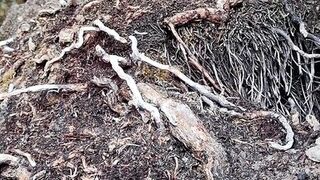 Fucked my pussy with icescicle