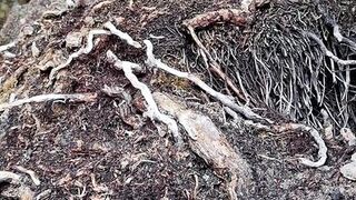 Fucked my pussy with icescicle