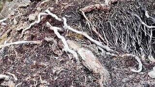 Fucked my pussy with icescicle - 7 image