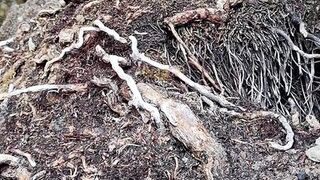 Fucked my pussy with icescicle