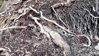 Fucked my pussy with icescicle