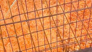 Hucow with bound boobs