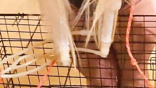 Hucow with bound boobs